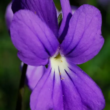La Viola Del Limbara * 베르키다