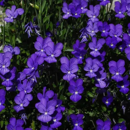 Affittacamere La Viola Del Limbara